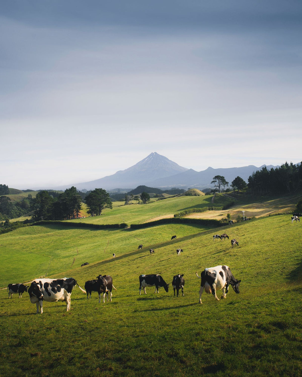 Vacas pastando en la dehesa